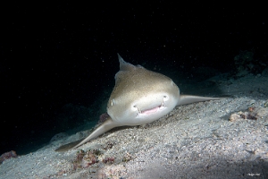 Maldives 2021 - Requin leopard - Leopard shark - Stegostoma fasciatum - DSC00775_rc